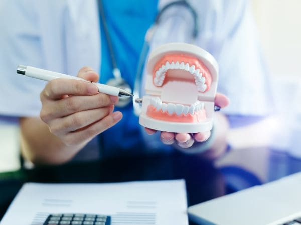 Dentist holding a dental model